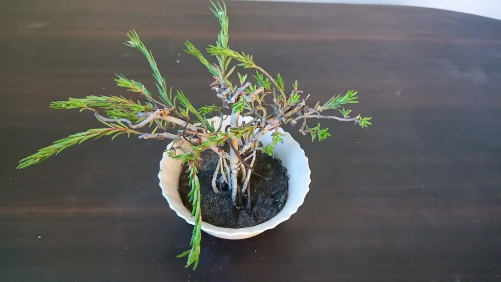 WhatsApp Image 2025-07-21 at 5.17.33 PM (1).webp