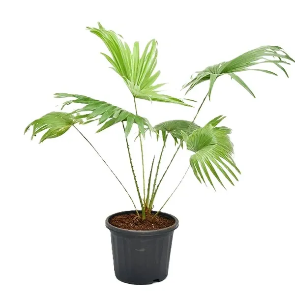 nurserylive-g-plants-table-palm-umbrella-palm-plant-629794_600x600.webp