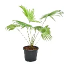 nurserylive-g-plants-table-palm-umbrella-palm-plant-629794_600x600.webp