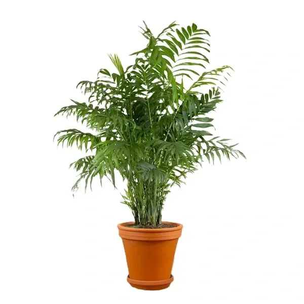 palm_600x600.webp