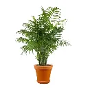 palm_600x600.webp