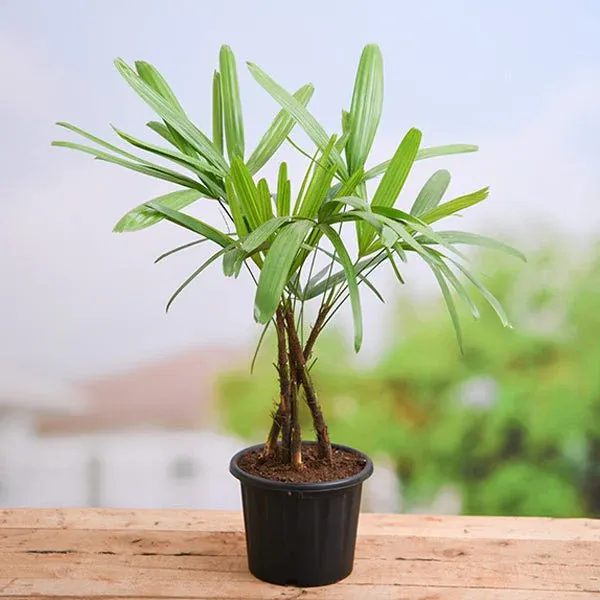 nurserylive-g-plants-raphis-palm-lady-palm-plant-in-5-inch-13-cm-grower-round-plastic-black-pot_600x600_331d0d92-d44f-4bc1-b0f5-80073eaced03_600x600.webp