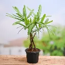 nurserylive-g-plants-raphis-palm-lady-palm-plant-in-5-inch-13-cm-grower-round-plastic-black-pot_600x600_331d0d92-d44f-4bc1-b0f5-80073eaced03_600x600.webp
