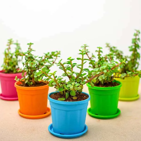 nurserylive-bulk-gifts-elephant-bush-jade-plant-gift-pack-16968841003148_600x600.webp