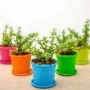 nurserylive-bulk-gifts-elephant-bush-jade-plant-gift-pack-16968841003148_600x600.webp