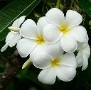 41pPPxjQSgL._AC_UF1000,1000_QL80_.webp