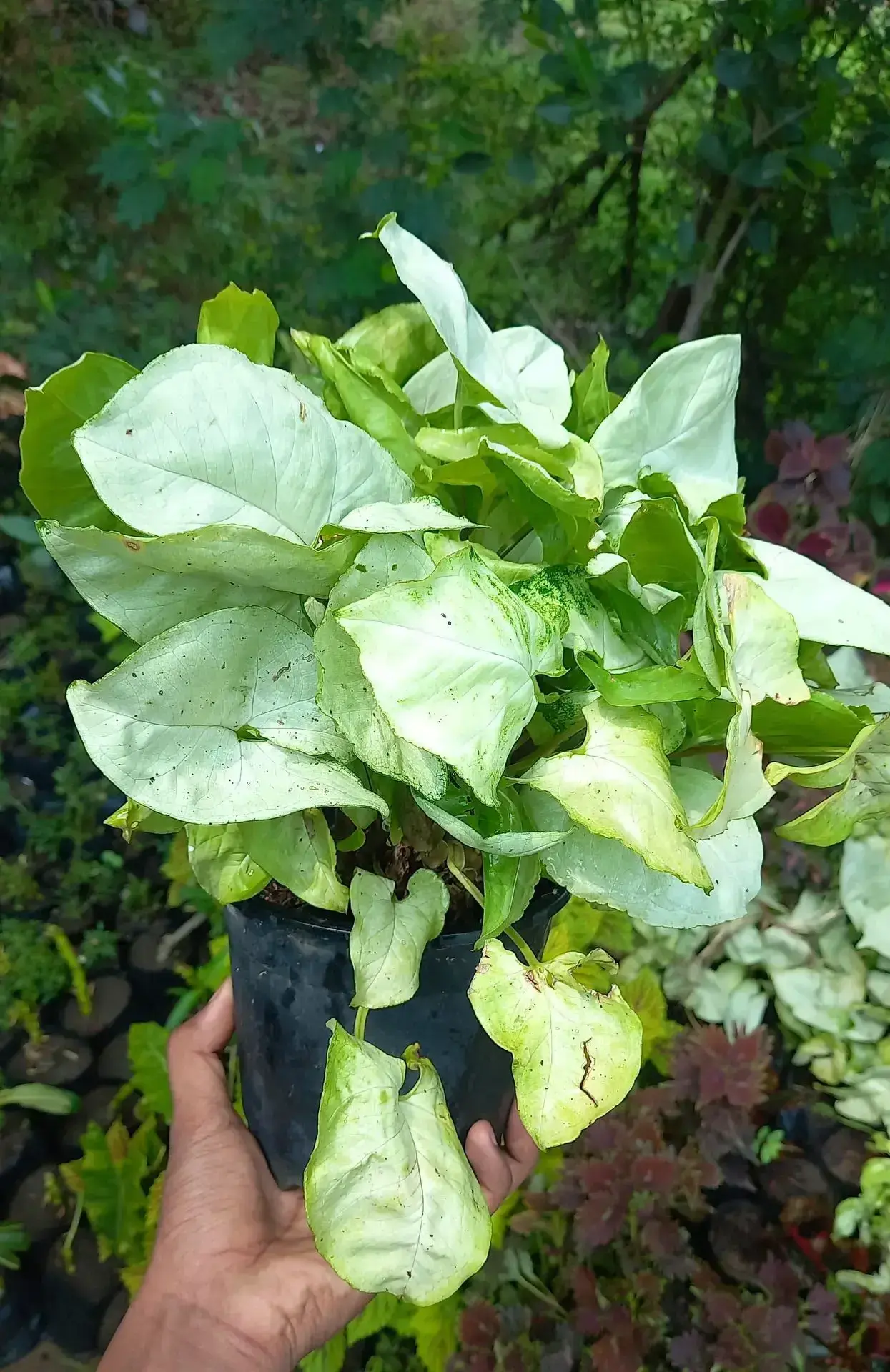 WhatsApp Image 2025-07-07 at 12.00.37 PM (1).webp