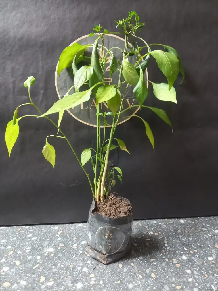 WhatsApp Image 2025-10-13 at 12.57.07 PM (1).webp