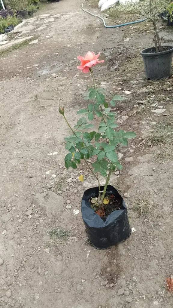 WhatsApp Image 2025-10-21 at 2.28.02 PM.webp