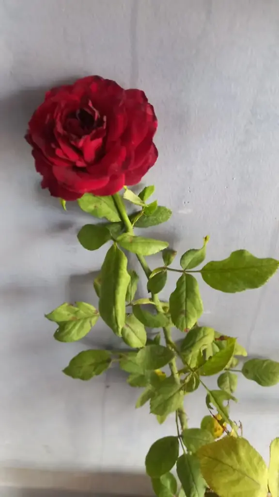 WhatsApp Image 2025-10-22 at 9.34.12 PM (1).webp