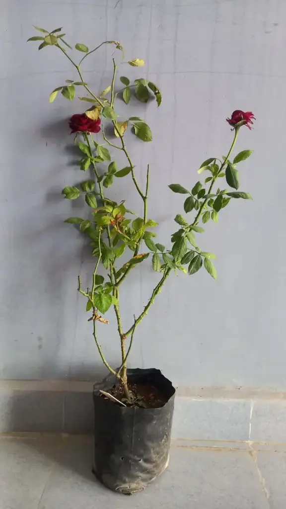 WhatsApp Image 2025-10-22 at 9.34.12 PM (2).webp