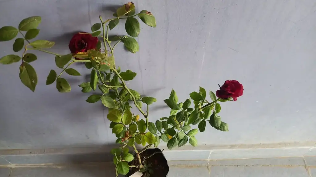 WhatsApp Image 2025-10-22 at 9.34.12 PM.webp