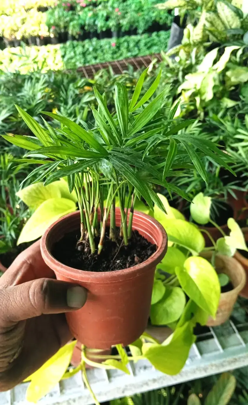 WhatsApp Image 2025-11-16 at 8.06.12 PM.webp