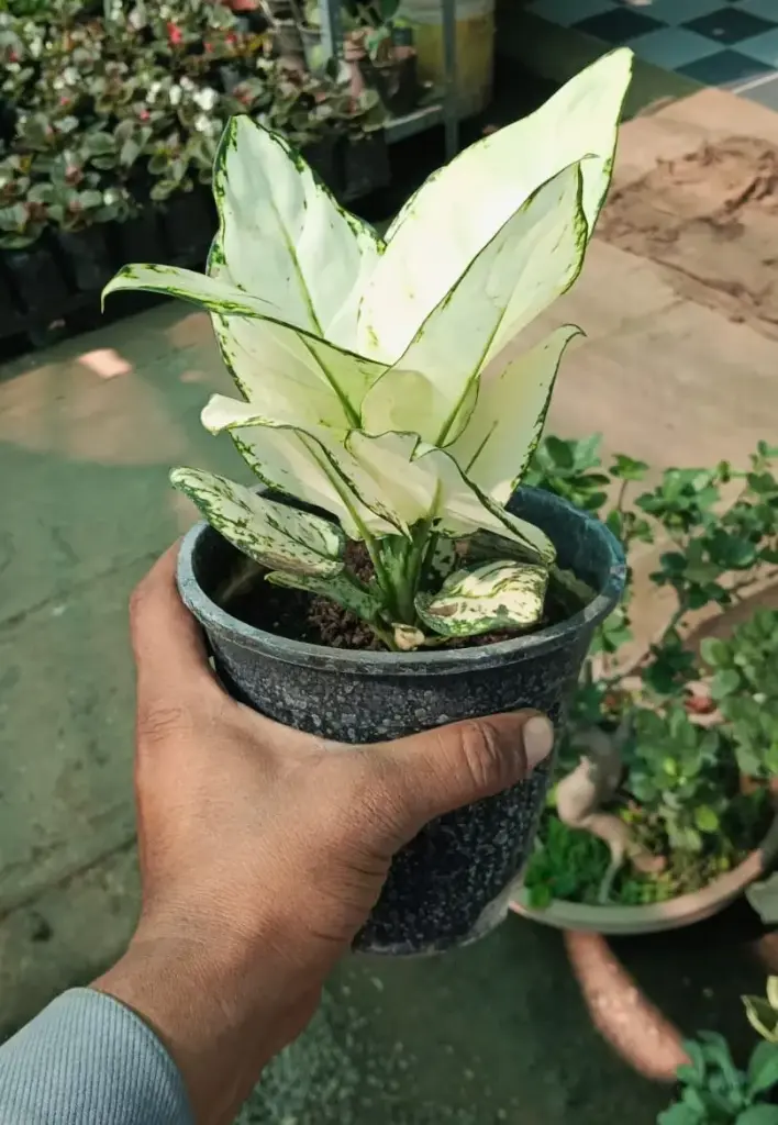 WhatsApp Image 2025-11-16 at 8.06.41 PM (1).webp