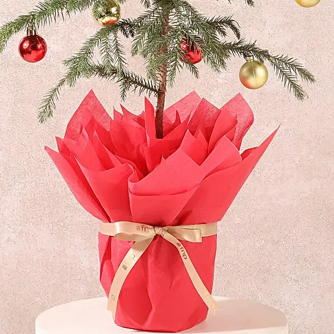 festive-araucaria-christmas-gift-plant_3.webp