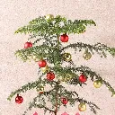 festive-araucaria-christmas-gift-plant_2.webp