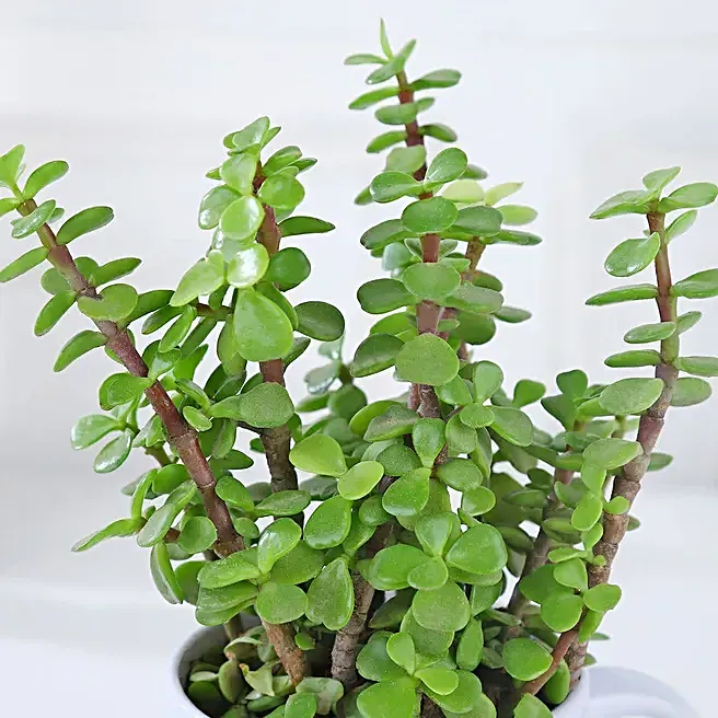 jade-plant-in-new-year-resolution-mug_3.webp