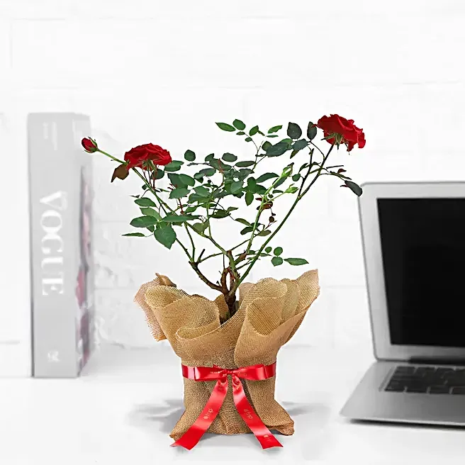 potted-rose-plant_3.webp