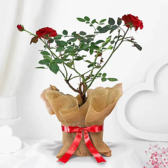 potted-rose-plant_1.webp