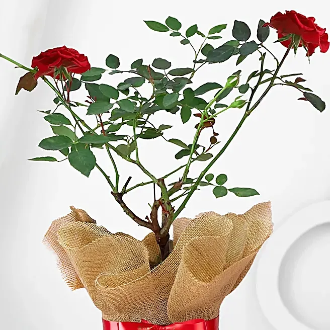 potted-rose-plant_2.webp