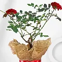 potted-rose-plant_2.webp