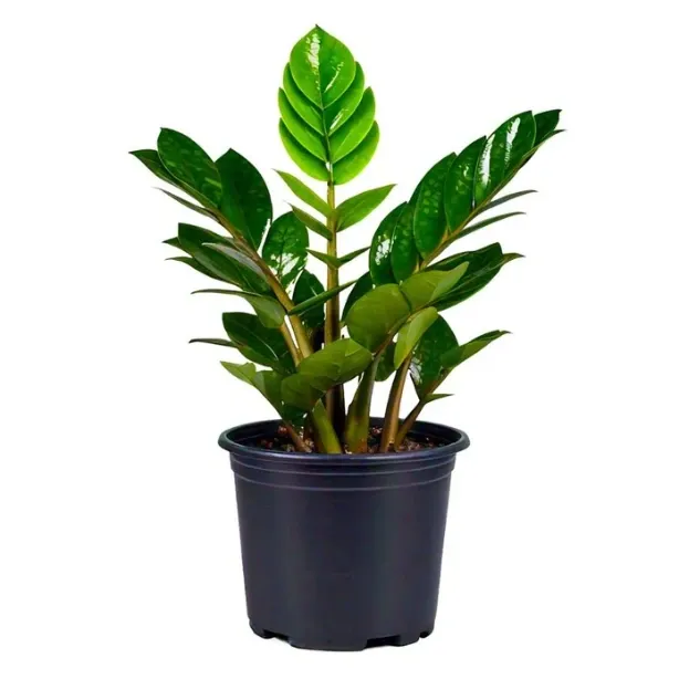 jade-plant_5f598df7-77c0-4057-b9f1-1ce850e30554_695x695.webp