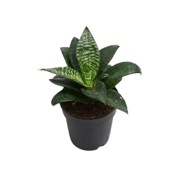 plant-sansevieria-trifasciata-hahnii-snake-plant-in-5-inch-13-cm-grower-round-plastic-black-pot-2_600x600.webp
