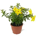 allamanda-creeper-yellow-plant_600x600.webp