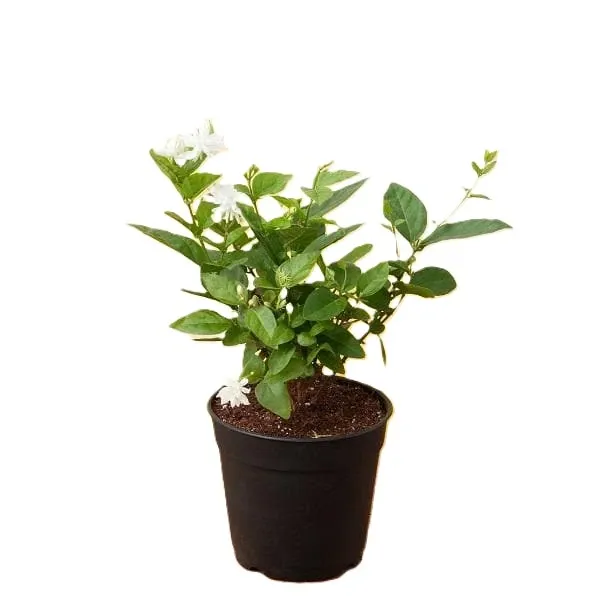 nurserylive-g-jasminum-sambac-mogra-arabian-jasmine_600x600_44443a2c-7029-4f41-8129-3ba1fcedf86c_600x600.webp