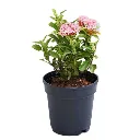 nurserylive-g-plants-ixora-mini-dwarf-pink-plant_71eee9f8-6bfa-431e-83d4-ad64c96ad45d_600x600.webp