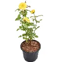 nurserylive-plants-rose-yellow-plant-16969267085452_600x600_a813fa35-bca5-4a34-b975-b0e718198b2e_600x600.webp
