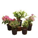 nurserylive-g-top-5-beautiful-flowering-plants-for-balcony-797078_600x600.webp