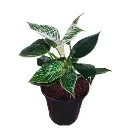 nurserylive-g-philodenron-birkin-plant-715944_600x600.webp