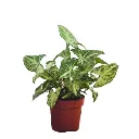 syngonium_600x600.webp