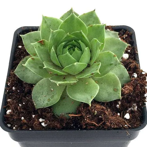 nurserylive-plants-sempervivum-green-wheel-houseleek-lakshmi-kamal-succulent-plant-16969306079372_600x600.webp