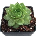 nurserylive-plants-sempervivum-green-wheel-houseleek-lakshmi-kamal-succulent-plant-16969306079372_600x600.webp