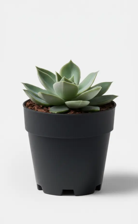 Moonstone (Succulent)