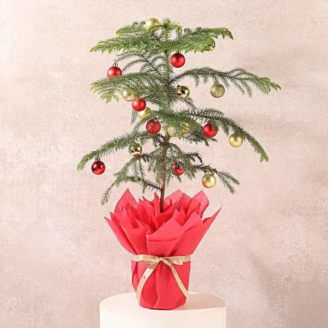 Festive Araucaria Christmas Gift Plant