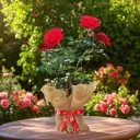 Potted Rose Plant