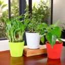 Money, Bamboo & Jade Plant Set