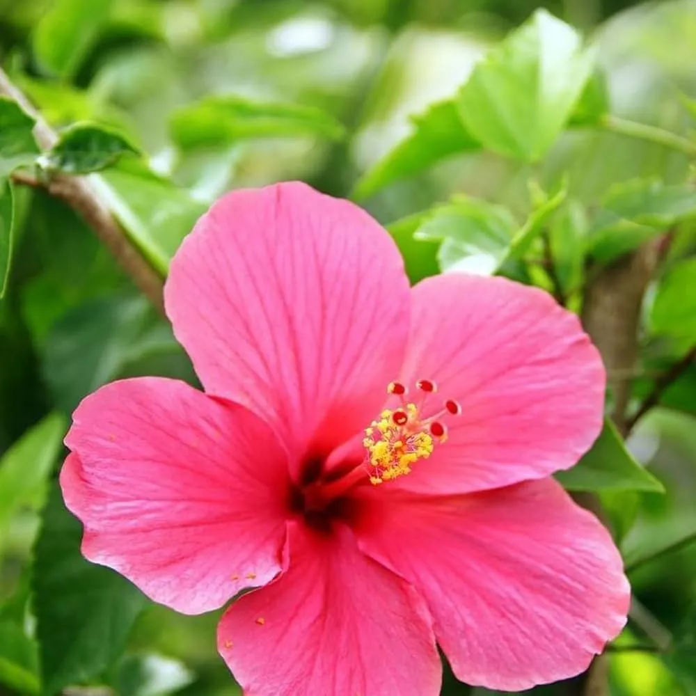 Hibiscus {Two in One Color} (pink)