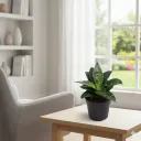 Snake Plant, Sansevieria trifasciata Hahnii