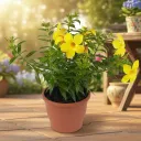 Allamanda Creeper (Yellow) Plant