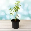 Raat Ki Rani, Night Blooming Jasmine with pot