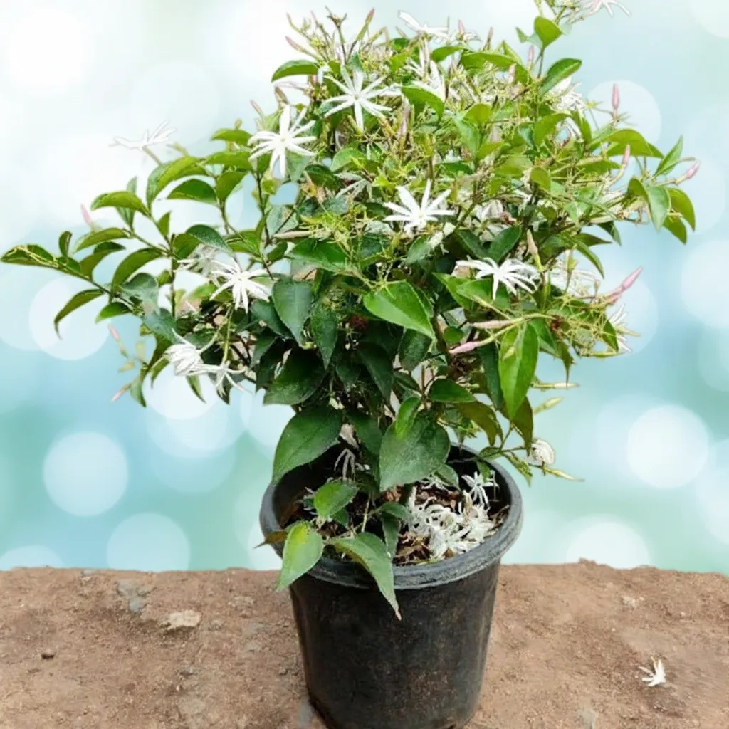 Kunda, Downy Jasmine Plant in pot