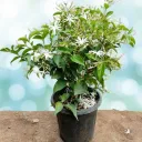 Kunda, Downy Jasmine Plant in pot