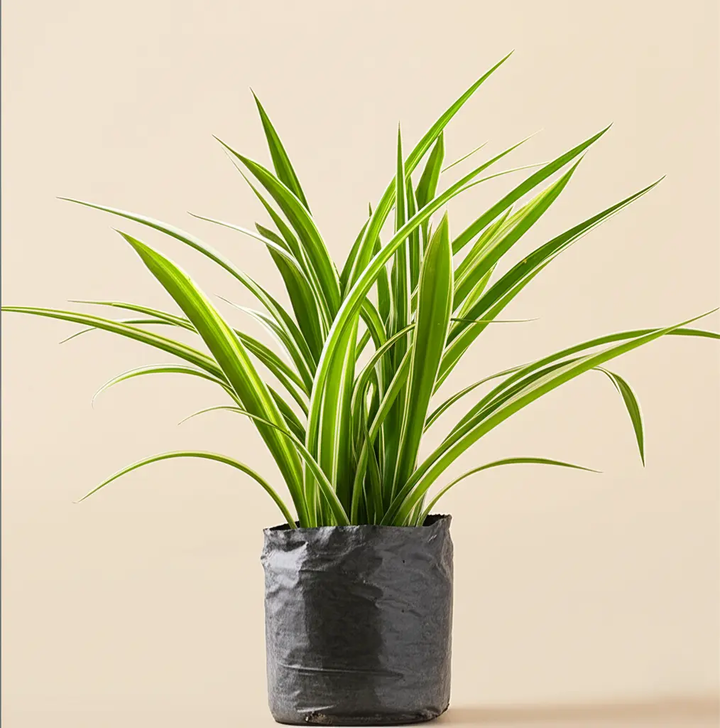 Spider Plant