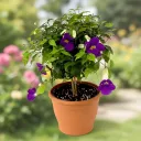 Thunbergia Erecta Nana, Bush Clock Vine (Blue) in pot