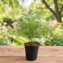Asparagus densiflorus Plant in 5 inch Pot