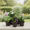 Top 5 Monsoon Special Plants